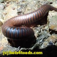 /home//u458753944/public_html/sourcegallery/////////////////////////////Insects and small critters/millipedes and centipedes/P6220185.JPG